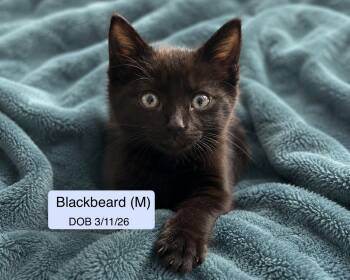 Domestic Short Hair Cats Available for Adoption in Vacaville, California - Blackbeard | PetCurious