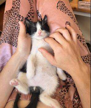 Bingo -  Domestic Short Hair Cat for Adoption in Davis, California - Bingo | PetCurious