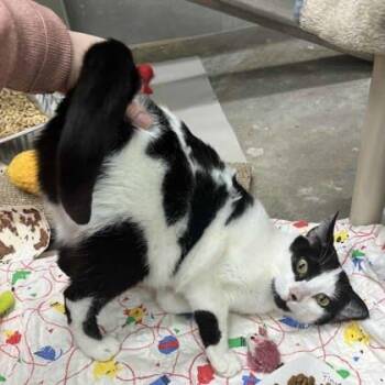 Flower -  Domestic Short Hair Cat for Adoption in Atlanta, Georgia - Flower | PetCurious
