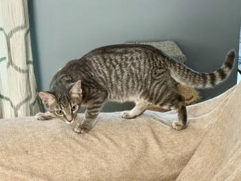 Puff -  Domestic Short Hair Cat for Adoption in Raleigh, North Carolina - Puff | PetCurious
