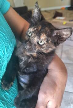 Rescue Tortoiseshell Cats for Adoption in Fresno, California - Coco | PetCurious