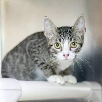Sailor -  Domestic Short Hair Cat for Adoption - Sailor | PetCurious