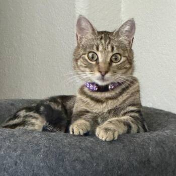 Pipa - female teen kitten -  Tabby Cat for Adoption in Los Altos, California - Pipa - Female Teen Kitten | PetCurious