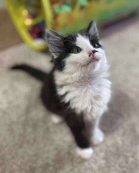 Rescue Domestic Medium Hair Cats for Adoption in Oakboro, North Carolina - Lyra | PetCurious