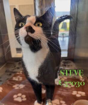 Steve -  Domestic Short Hair Cat for Adoption in Clarksville, Tennessee - Steve | PetCurious