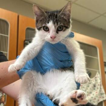 Clarence -  Domestic Short Hair Cat for Adoption in Murray, Utah - Clarence | PetCurious