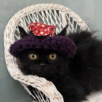 Raini -  Domestic Long Hair Cat for Adoption in Bardstown, Kentucky - Raini | PetCurious