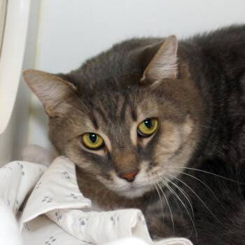 Louie -  Domestic Short Hair Cat for Adoption in West Palm Beach, Florida - Louie | PetCurious