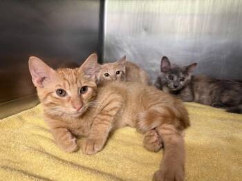 TIMMY -  Domestic Short Hair Cat for Adoption in Grand Prairie, Texas - TIMMY | PetCurious