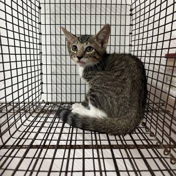 Buggy -  Domestic Short Hair Cat for Adoption in Edinburg, Texas - Buggy | PetCurious
