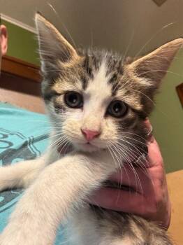 Domestic Short Hair Cats Available for Adoption in Grand Rapids, Michigan - Jacob | PetCurious
