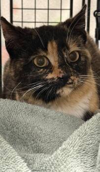 Gorgeous Orchard -  Domestic Short Hair Cat for Adoption in Mount Laurel Township, New Jersey - Gorgeous Orchard | PetCurious