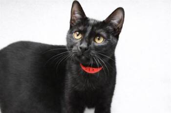 Domestic Short Hair Cats Available for Adoption - MIDNIGHT | PetCurious