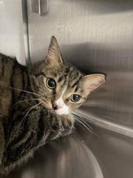 Cat 1 -  Domestic Short Hair Cat for Adoption in Gastonia, North Carolina - Cat 1 | PetCurious