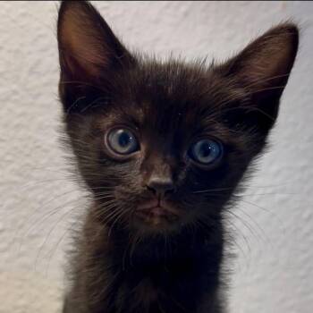 Beast -  Domestic Short Hair Cat for Adoption in Escondido, California - Beast | PetCurious