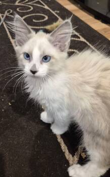 Aladdin -  Domestic Medium Hair and Ragdoll Cat for Adoption in Sidney, British Columbia - Aladdin | PetCurious