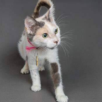 TAMBOURINE -  Domestic Short Hair Cat for Adoption in St. Louis, Missouri - TAMBOURINE | PetCurious