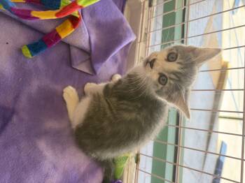 Papaya -  Domestic Short Hair Cat Available for Adoption in City Of Industry, California - Papaya | PetCurious