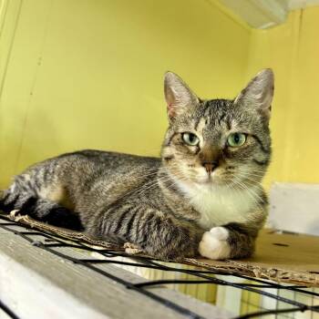 Phobas -  Domestic Short Hair Cat for Adoption in Carencro, Louisiana - Phobas | PetCurious