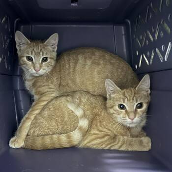 Domestic Short Hair Cats Available for Adoption - Ornstein | PetCurious