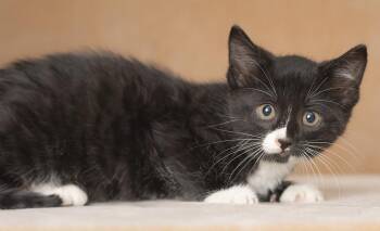 Bolt -  Domestic Short Hair Cat for Adoption in Chicago, Illinois - Bolt | PetCurious