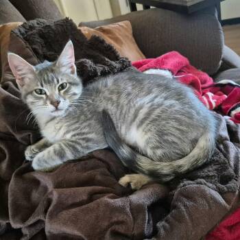 Dylan -  Domestic Short Hair Cat for Adoption in Warr Acres, Oklahoma - Dylan | PetCurious