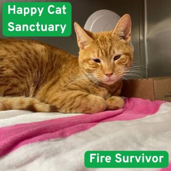 Rescue Domestic Short Hair Cats for Adoption in East Hampton, New York - Timothy | PetCurious