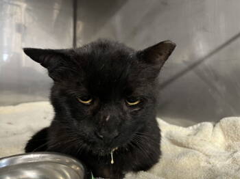 Rescue Domestic Short Hair Cats for Adoption in Woodland, California - GRAMPS | PetCurious