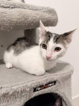 Max -  Domestic Short Hair Cat for Adoption in Las Vegas, Nevada - Max | PetCurious