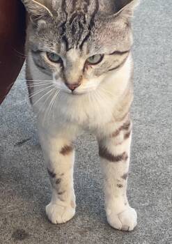 Rescue Siamese Cats for Adoption in Huntington Beach, California - Jasper | PetCurious