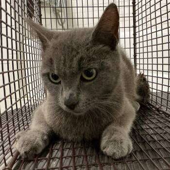 Silver* -  Domestic Short Hair Cat for Adoption in San Gabriel, California - Silver* | PetCurious