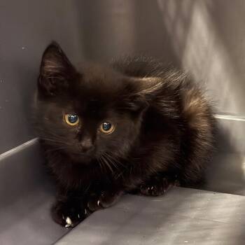 Checkers -  Domestic Short Hair Cat for Adoption in Charlottesville, Virginia - Checkers | PetCurious