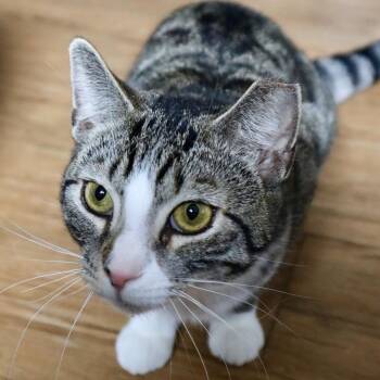 Domestic Short Hair Cats Available for Adoption - Emmie | PetCurious