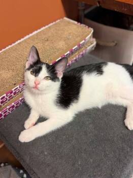 OREO -  Domestic Short Hair Cat Available for Adoption in St. Peters, Missouri - OREO | PetCurious