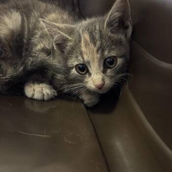 Silver -  Domestic Short Hair Cat for Adoption in Brentwood, Missouri - Silver | PetCurious