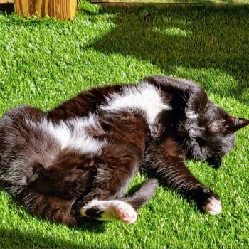 Bombay Cats Available for Adoption in Roanoke, Virginia - Serge | PetCurious