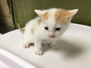 MARSHMELLOW -  Domestic Short Hair Cat for Adoption in Riverside, California - MARSHMELLOW | PetCurious