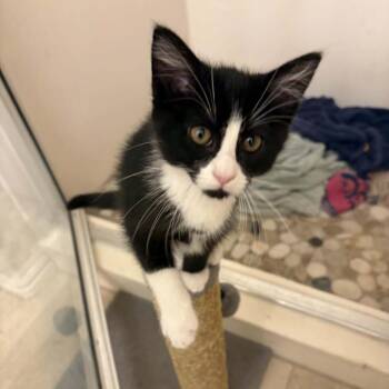 Dickie Hansen -  Domestic Short Hair Cat for Adoption in Eagle Mountain, Utah - Dickie Hansen | PetCurious