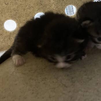 Emerald Jade Green Ball -  Domestic Medium Hair Cat for Adoption in Philadelphia, Pennsylvania - Emerald Jade Green Ball | PetCurious