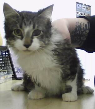 Domestic Medium Hair Cats Available for Adoption - Slalom | PetCurious