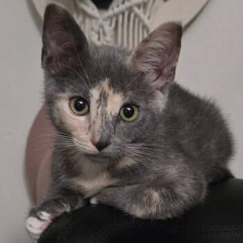 Mara -  Domestic Short Hair Cat for Adoption in Titusville, Florida - Mara | PetCurious