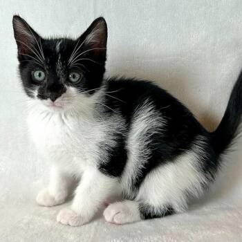 Domestic Short Hair Cats Available for Adoption in Johnson City, Tennessee - Nehemiah | PetCurious