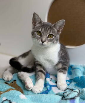 Rescue Domestic Short Hair Cats for Adoption in Cromwell, Kentucky - Yurei | PetCurious