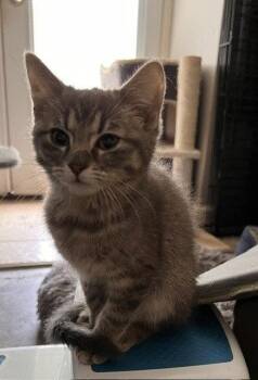 Kyah -  Domestic Short Hair Cat for Adoption in St. Peters, Missouri - Kyah | PetCurious