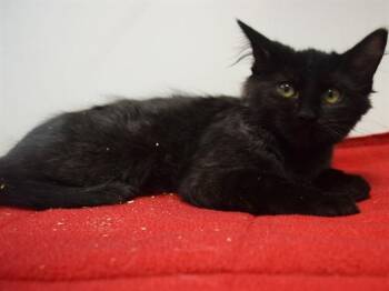 BERYL -  Domestic Medium Hair and Domestic Short Hair Cat for Adoption in Sacramento, California - BERYL | PetCurious