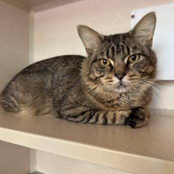 Domestic Medium Hair Cats Available for Adoption in Eatontown, New Jersey - Frogger | PetCurious