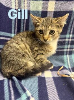 Gill -  Domestic Short Hair Cat for Adoption in Rensselaer, Indiana - Gill | PetCurious