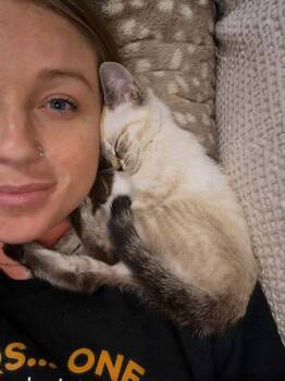 Kennedy -  Siamese Cat for Adoption in Troy, Virginia - Kennedy | PetCurious