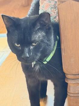 Domestic Short Hair Cats Available for Adoption in Herndon, Virginia - Espresso | PetCurious