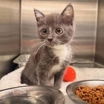 OWEN -  Domestic Short Hair Cat for Adoption in Tustin, California - OWEN | PetCurious